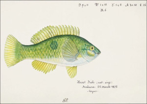 Antique fish Wrasse, F. E. Clarke - plakat 70x50 c