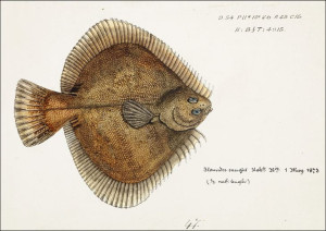 Antique fish Rhombosolea plebeia, F. E. Clarke - p