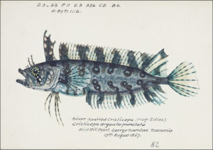 Antique fish possibly cristiceps sp weedfish, F. E
