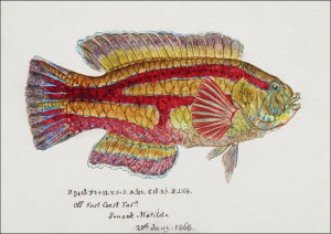 Antique fish pictilabrus laticlavius wrasse, F. E.