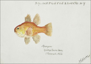 Antique fish vincentia conspera southern cardinalf