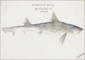 Antique fish mustelus antarcticus dogfish, F. E. C