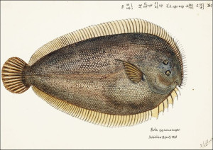 Antique fish New Zealand Sole, F. E. Clarke - plak
