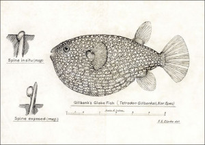 Antique Gillbanks Globe fish, F. E. Clarke - plaka