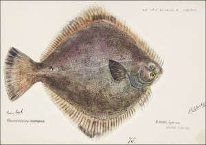 Antique fish Rhombosolea tapirina, F. E. Clarke -