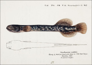 Antique fish Neochanna apoda, F. E. Clarke - plaka