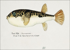 Antique fish Pufferfish, F. E. Clarke - plakat 40x
