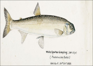 Antique fish White Spotted Greyling, F. E. Clarke