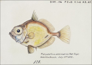 Antique fish Platystethus abbrevatus, F. E. Clarke
