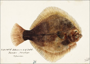 Antique fish Rhombosolea tapirina : greenback flou