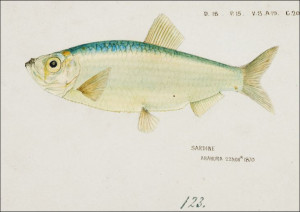 Antique fish Sardine , F. E. Clarke - plakat 60x40