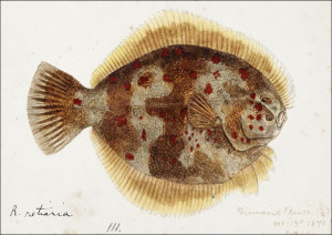 Antique fish Rhombosolea retiaria, F. E. Clarke -