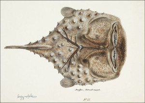 Antique Prickly anglerfish, F. E. Clarke - plakat