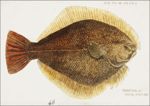 Antique fish Rhombosolea leporina, F. E. Clarke -