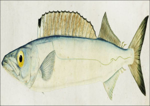 Antique fish Rexea furcifera Waite, F. E. Clarke -