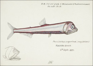 Antique fish Photichthys argenteus, F. E. Clarke -