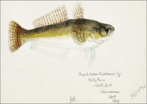 Antique fish platycephalus bassensis, F. E. Clarke