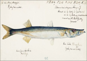 Antique fish Sphyraena novaehollandiae, F. E. Clar