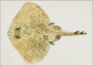 Antique fish Rajidae, F. E. Clarke - plakat 50x40