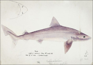 Antique fish Requiem shark, F. E. Clarke - plakat