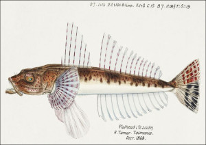 Antique fish platycephalus sp flathead, F. E. Clar