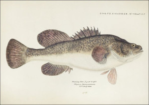 Antique fish maccullochella sp, F. E. Clarke - pla