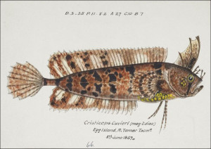 Antique fish possibly cristiceps australis weedfis