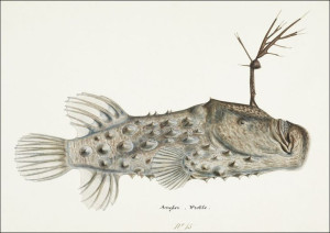 Antique Prickly anglerfish, F. E. Clarke - plakat