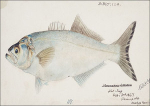 Antique fish possibly pomatomus saltatrix tailor,