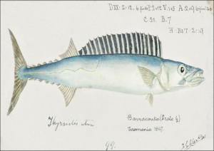 Antique fish thyrsites atun barracouta, F. E. Clar