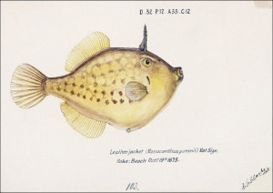 Antique fish Pseudomonacanthus peroni, F. E. Clark