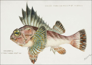 Antique fish neosebastes scorpaenoides ruddy gurna