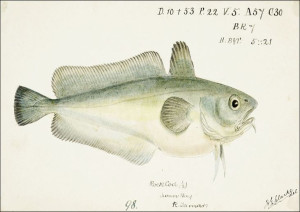 Antique fish Pseudophycis barbata, F. E. Clarke -