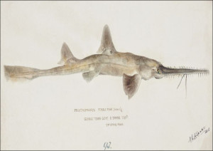 Antique fish pristiophorus nudipinnis, F. E. Clark