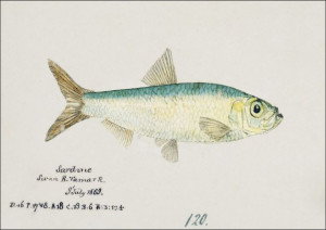 Antique fish sardinops neopilchardus pilchard, F.