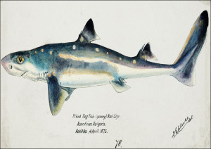 Antique fish Squalus acanthias, F. E. Clarke - pla
