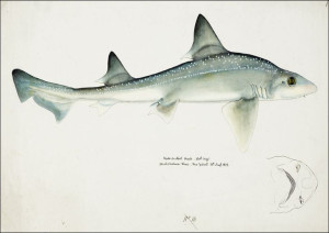 Antique fish Mustelus Antarcticus shark, F. E. Cla
