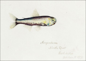 Antique fish Maurolicus muelleri, F. E. Clarke - p