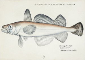 Antique fish Merluccius australis, F. E. Clarke -