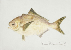 Antique fish seriolella punctata silver warehou, F