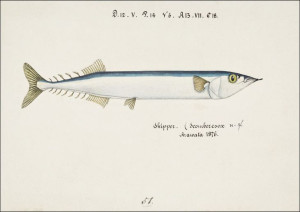 Antique fish Scomberesox Saurus, F. E. Clarke - pl