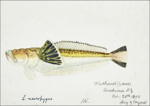 Antique fish leptoscopus macropygus estuarine star