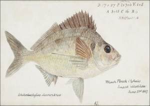Antique fish nemadactylus macropterus tarakihi, F.