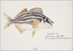 Antique fish latris lineata common trumpeter, F. E