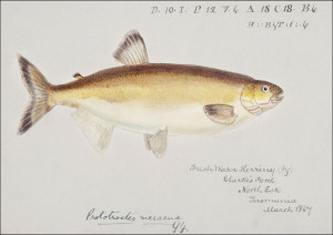 Antique fish prototroctes maraena australian grayl