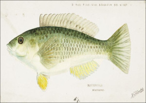 Antique fish Wrasse, F. E. Clarke - plakat 70x50 c