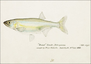 Antique fish Retropinna Retropinna, F. E. Clarke -
