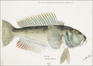 Antique fish Parapercis colias, F. E. Clarke - pla