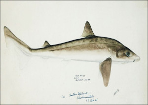 Antique fish Requiem Shark, F. E. Clarke - plakat