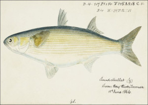 Antique fish myxus elongatus sand mullet, F. E. Cl